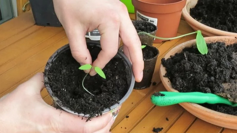 Frühe Aussaaten auf dem Balkon