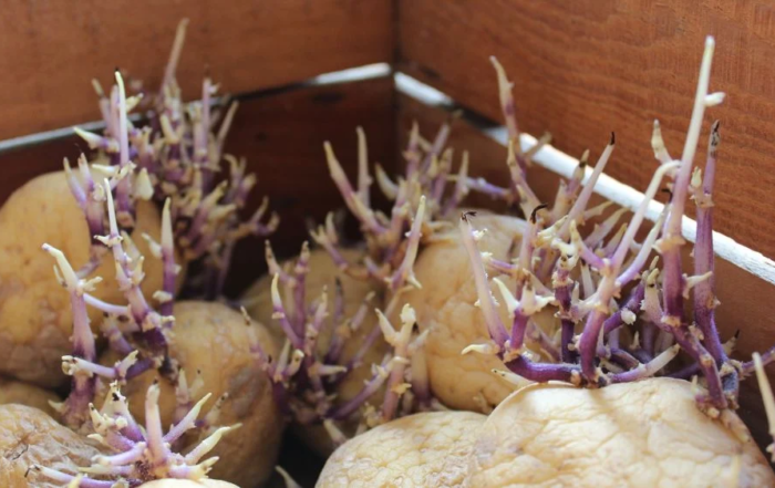 Kartoffeln richtig vorkeimen