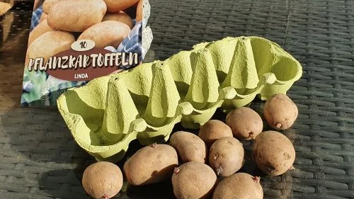 Pflanzkartoffeln in Eierkartons