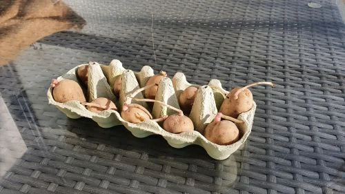 Pflanzkartoffeln angekeimt