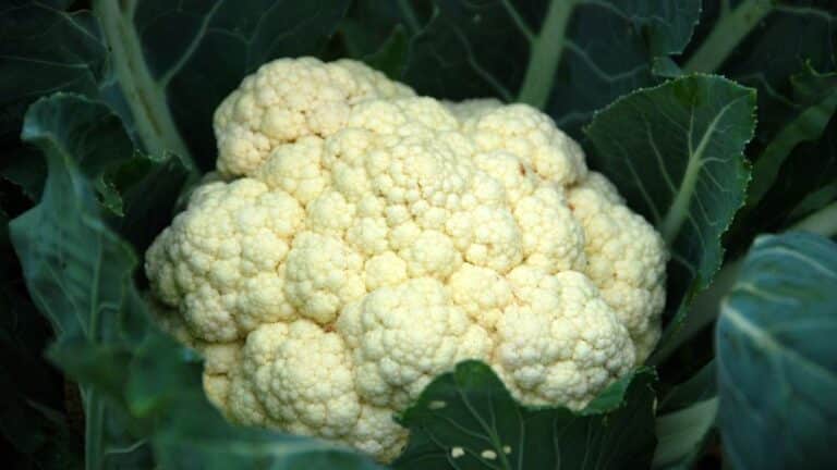 Blumenkohl ernten