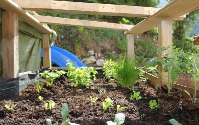 Gemüse und Kräuter im März anziehen