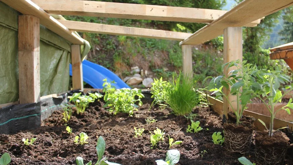 Gemüse und Kräuter im März anziehen