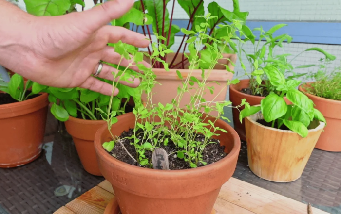 Majoran im Blumentopf anbauen