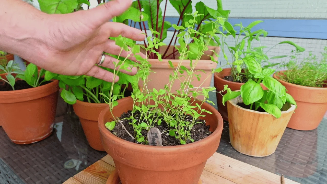 Majoran im Blumentopf anbauen