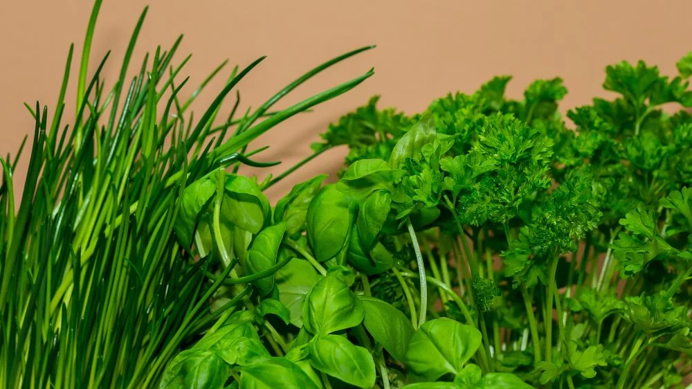 Schnittlauch_Basilikum_Petersilie auf dem Balkon anziehen