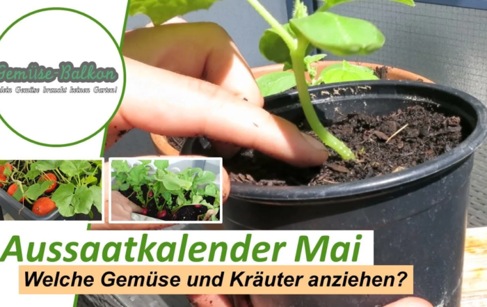 Gemüse und Kräuter im Mai anziehen