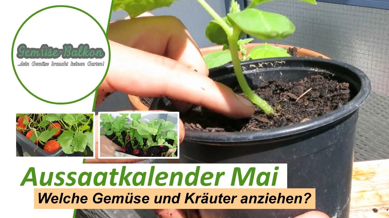 Gemüse und Kräuter im Mai anziehen