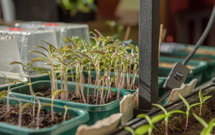 Gemüse und Kräuter im April anziehen