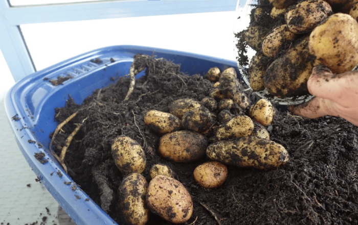 Kartoffeln nach der Ernte