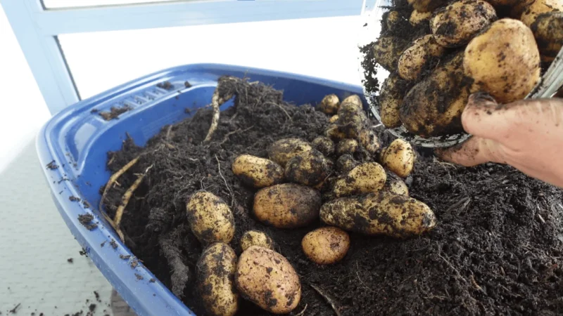 Kartoffelernte Pflanzsack