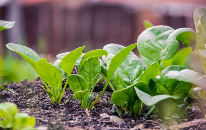 Spinat aus Samen anziehen