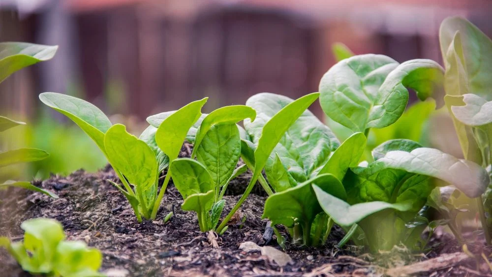 Spinat aus Samen anziehen