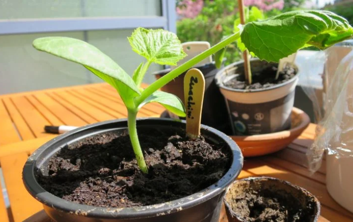Zucchini aus Samen anziehen