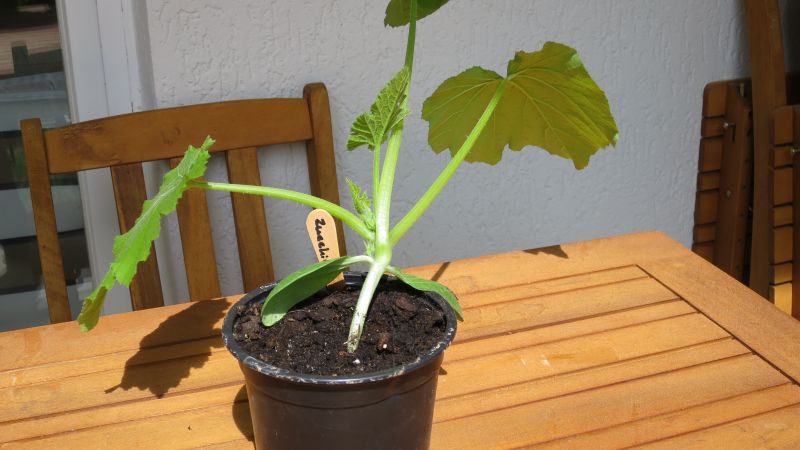 Zucchini Pflanze umtopfen