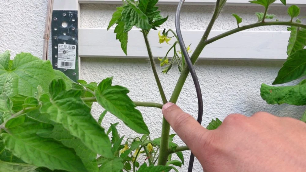 Geiztrieb Tomate_16_9_1000 Tomaten richtig ausgeizen