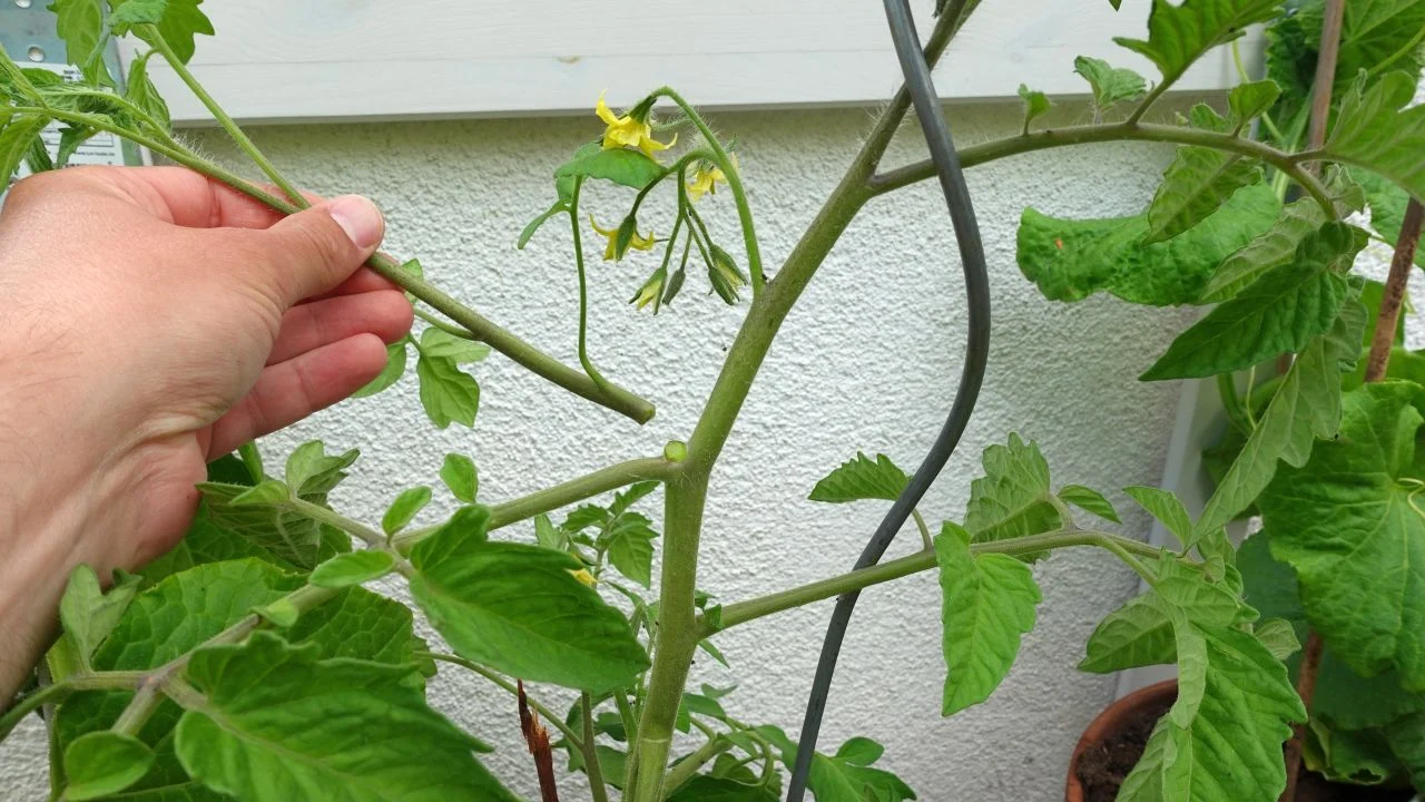 Geiztrieb_16_9_1280 Geiztriebe entfernen