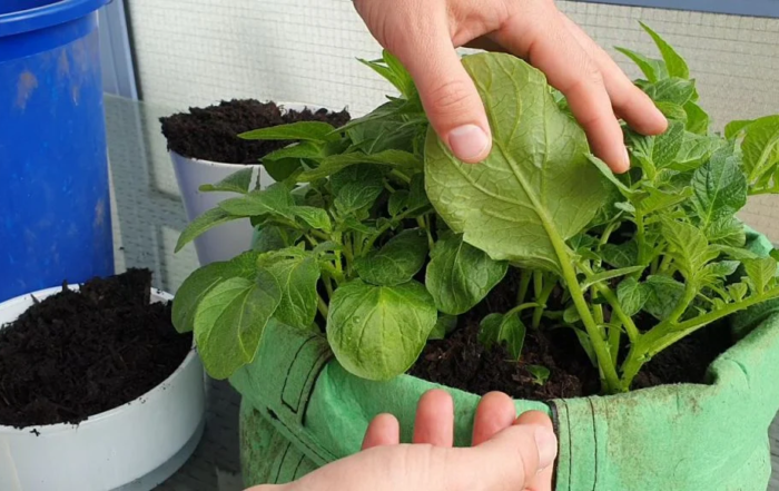 Kartoffeln auf dem Balkon anpflanzen