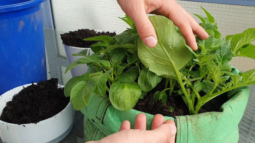 Kartoffeln auf dem Balkon anpflanzen