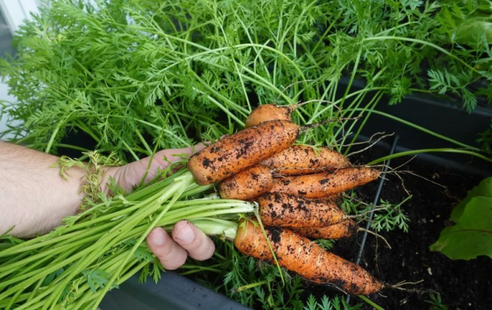 Möhren im Balkon-Hochbeet anbauen
