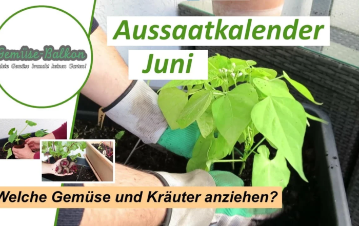 Gemüse und Kräuter im Juni anziehen