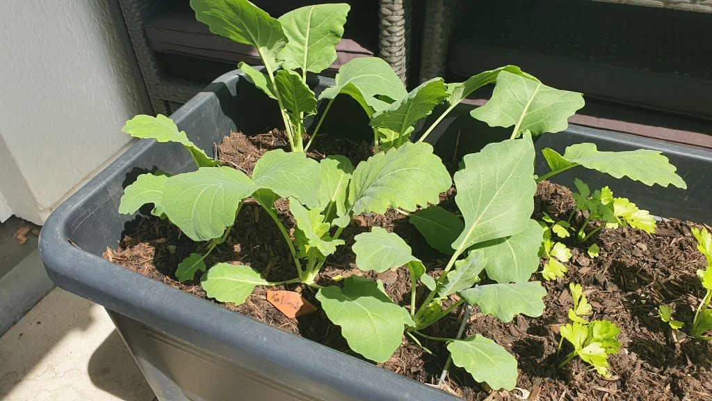 Kohlrabi im Hochbeet anbauen 9 Wochen