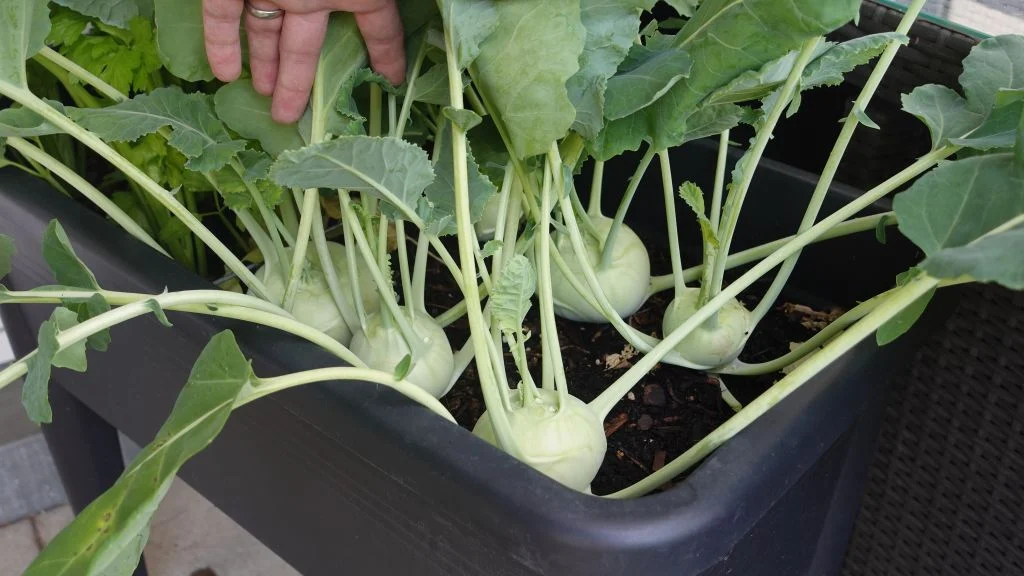 Kohlrabi auf dem Balkon anbauen im Hochbeet vor der Ernte