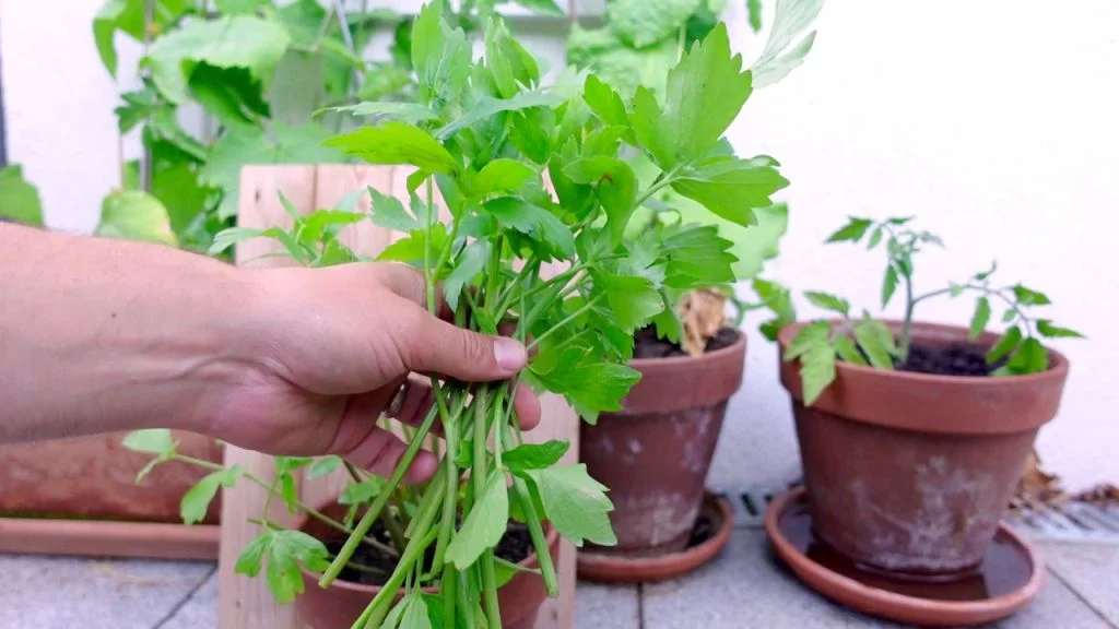 Liebstöckel-Ernte aus dem Blumentopf
