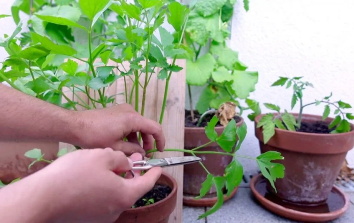 Liebstöckel richtig schneiden und ernten