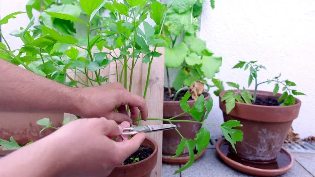 Liebstöckel richtig schneiden und ernten