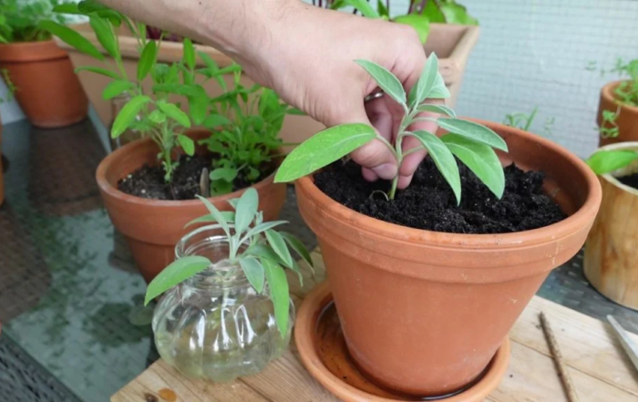 Salbei aus Stecklingen vermehren