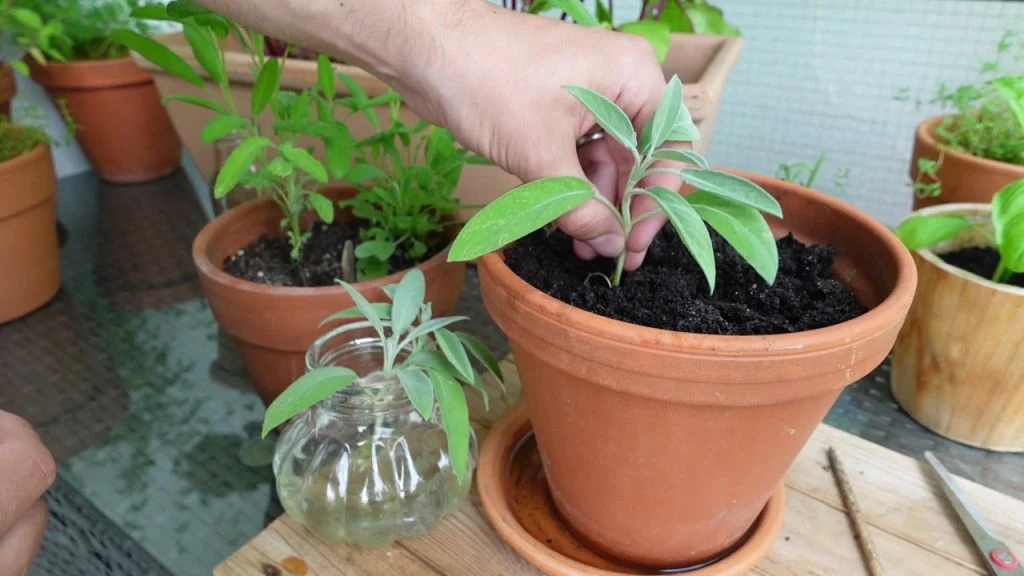 Salbei aus Stecklingen vermehren