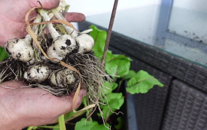 Knoblauch richtig ernten