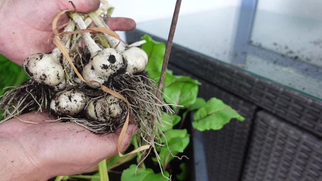 Knoblauch richtig ernten