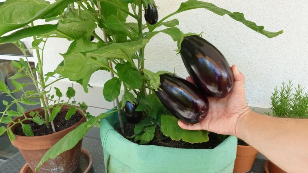 Auberginen im Pflanzsack anbauen