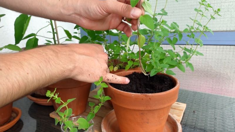 Oregano Steckling einpflanzen