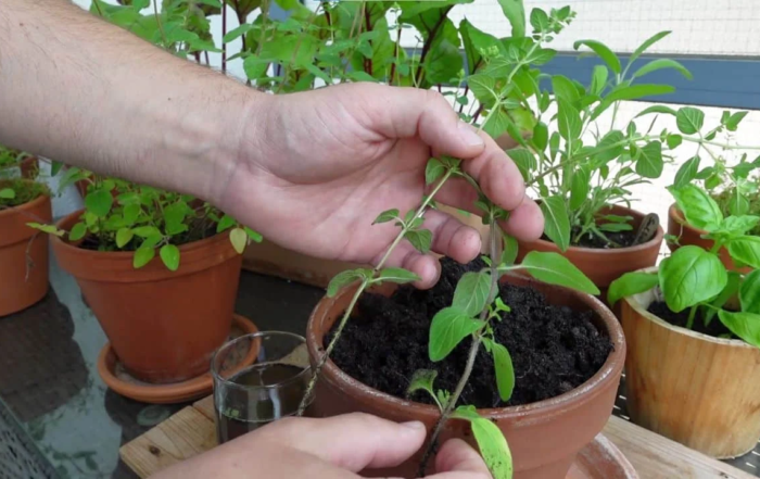 Oregano aus Stecklingen vermehren