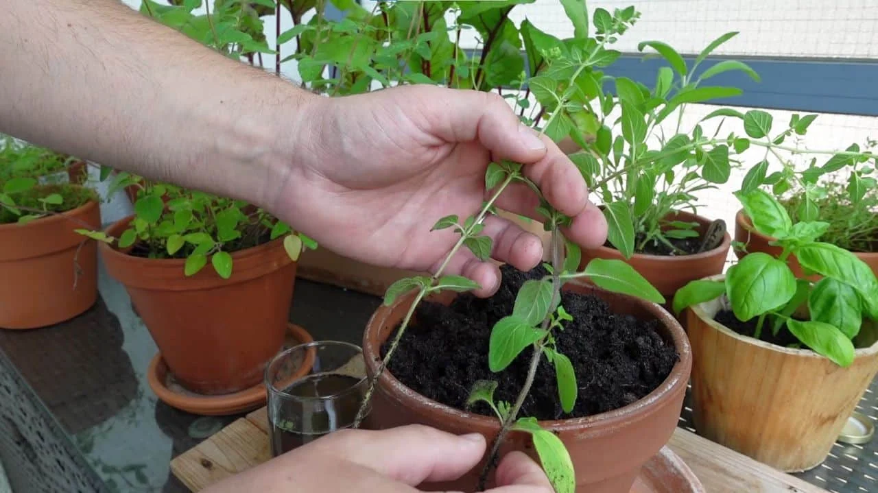 Oregano aus Stecklingen vermehren