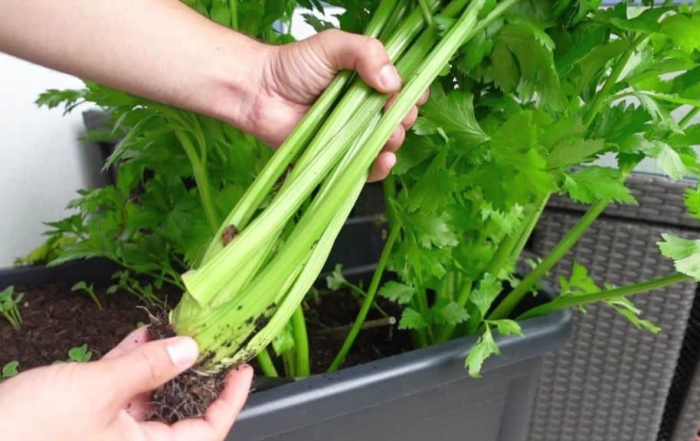 Staudensellerie richtig ernten