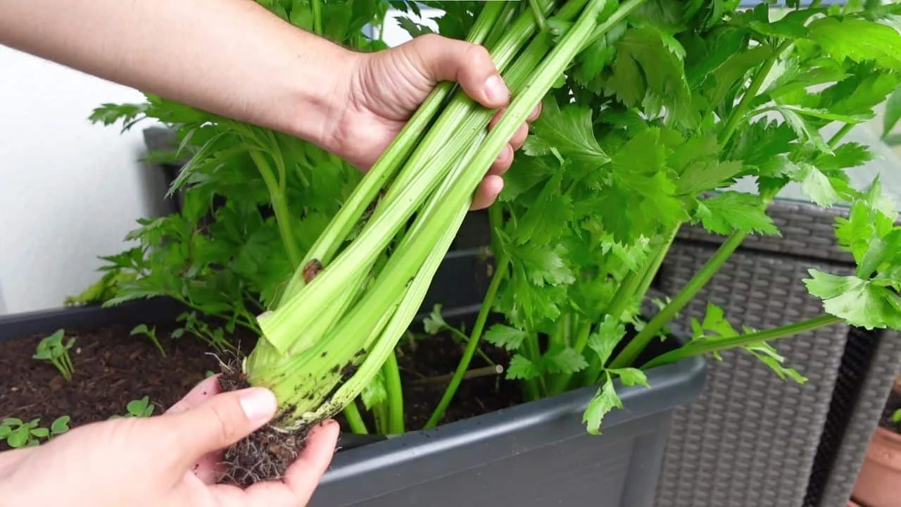 Staudensellerie richtig ernten