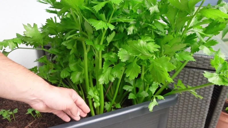 Staudensellerie im Hochbeet