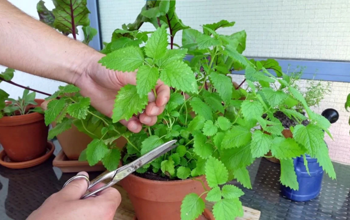 Zitronenmelisse richtig schneiden und ernten