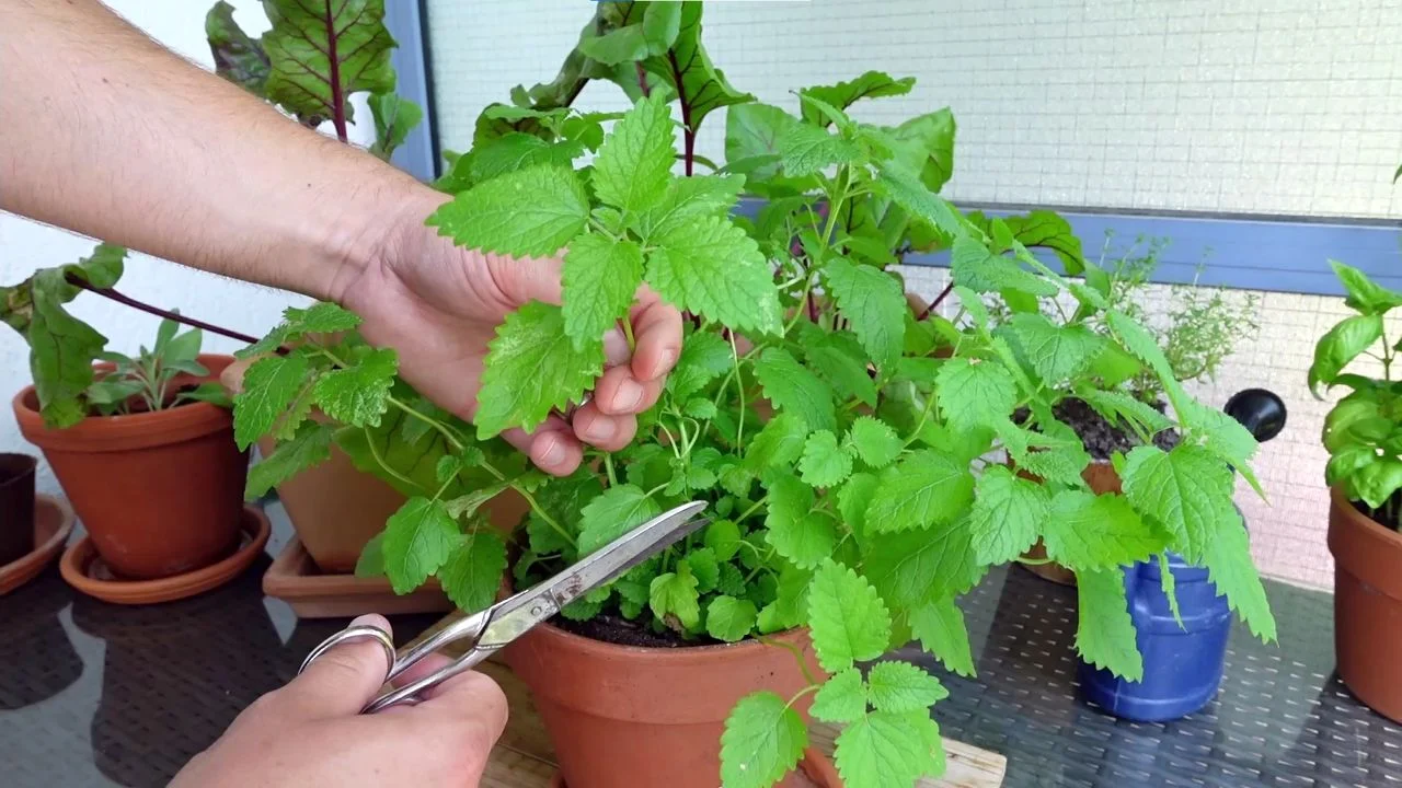 Zitronenmelisse richtig schneiden und ernten