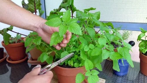 Zitronenmelisse schneiden