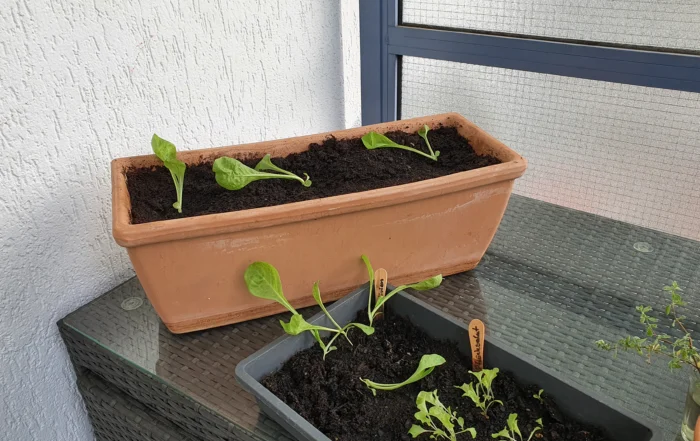 Endiviensalat aus Samen anziehen