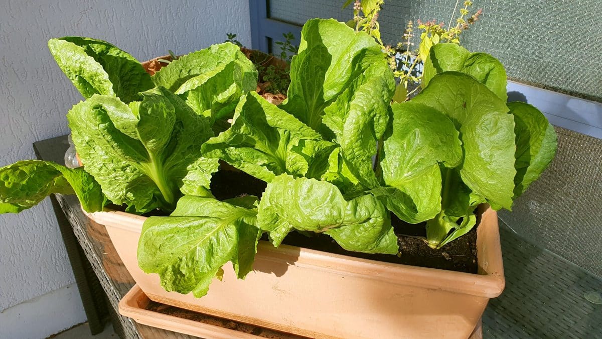 Endiviensalat auf dem Balkon anbauen - Gemüse-Balkon