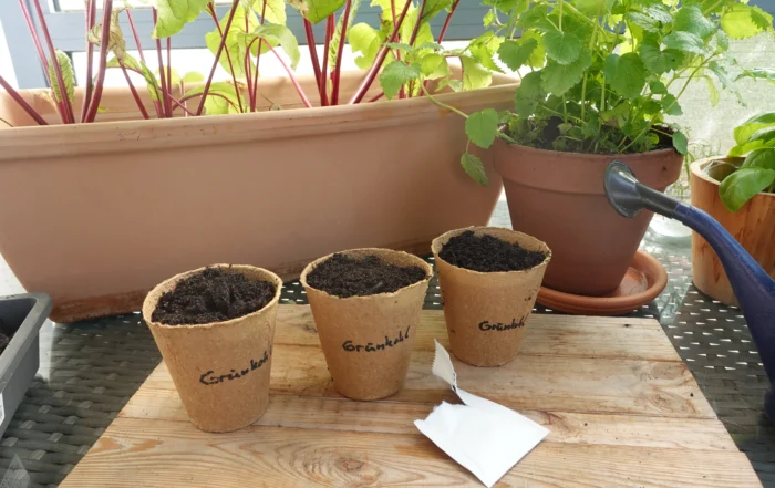 Grünkohl aus Samen anziehen