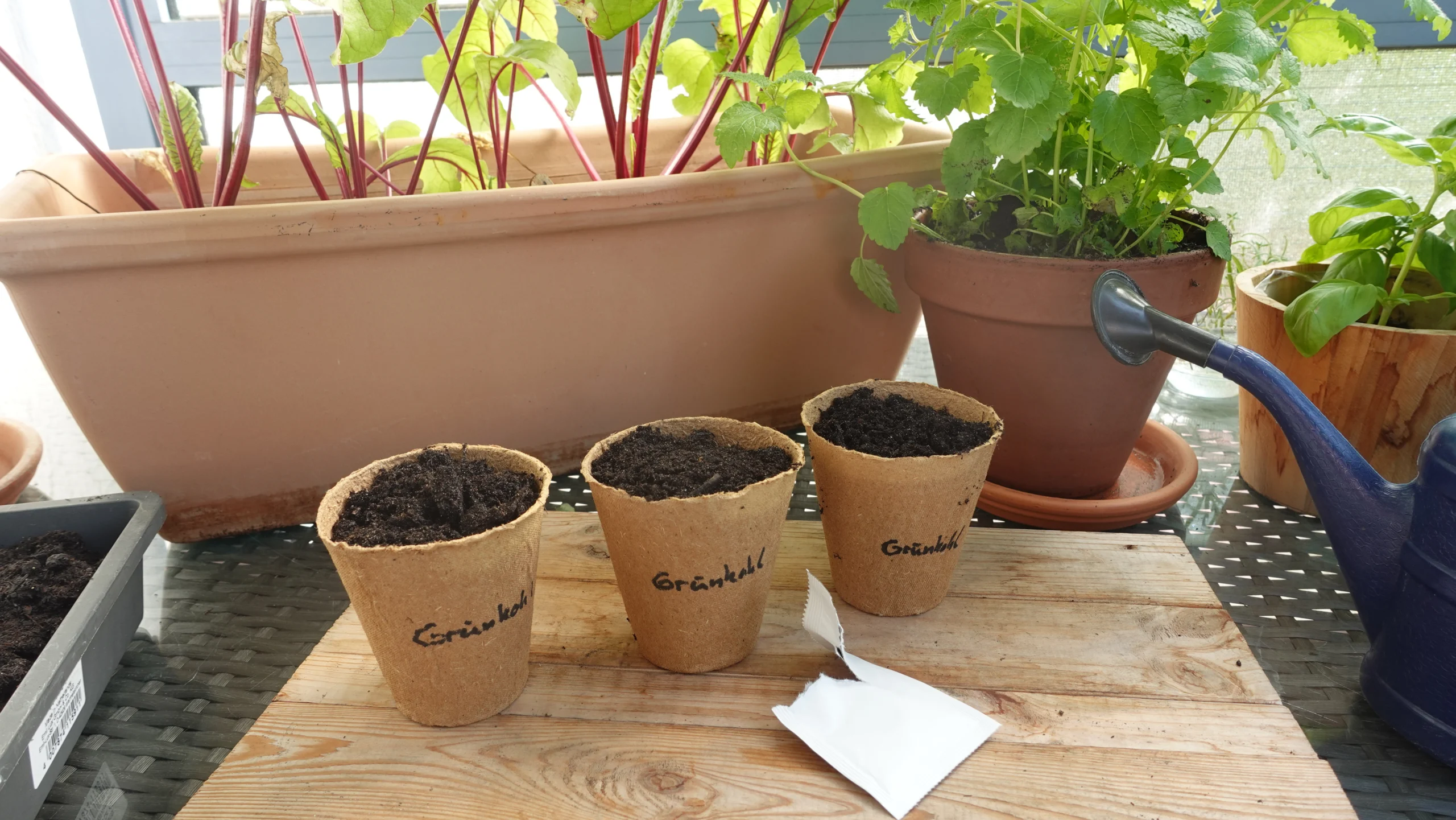 Grünkohl aus Samen anziehen