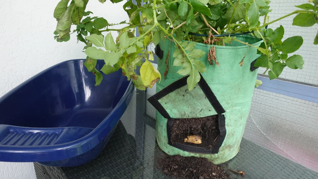 Kartoffeln im Pflanzsack anbauen