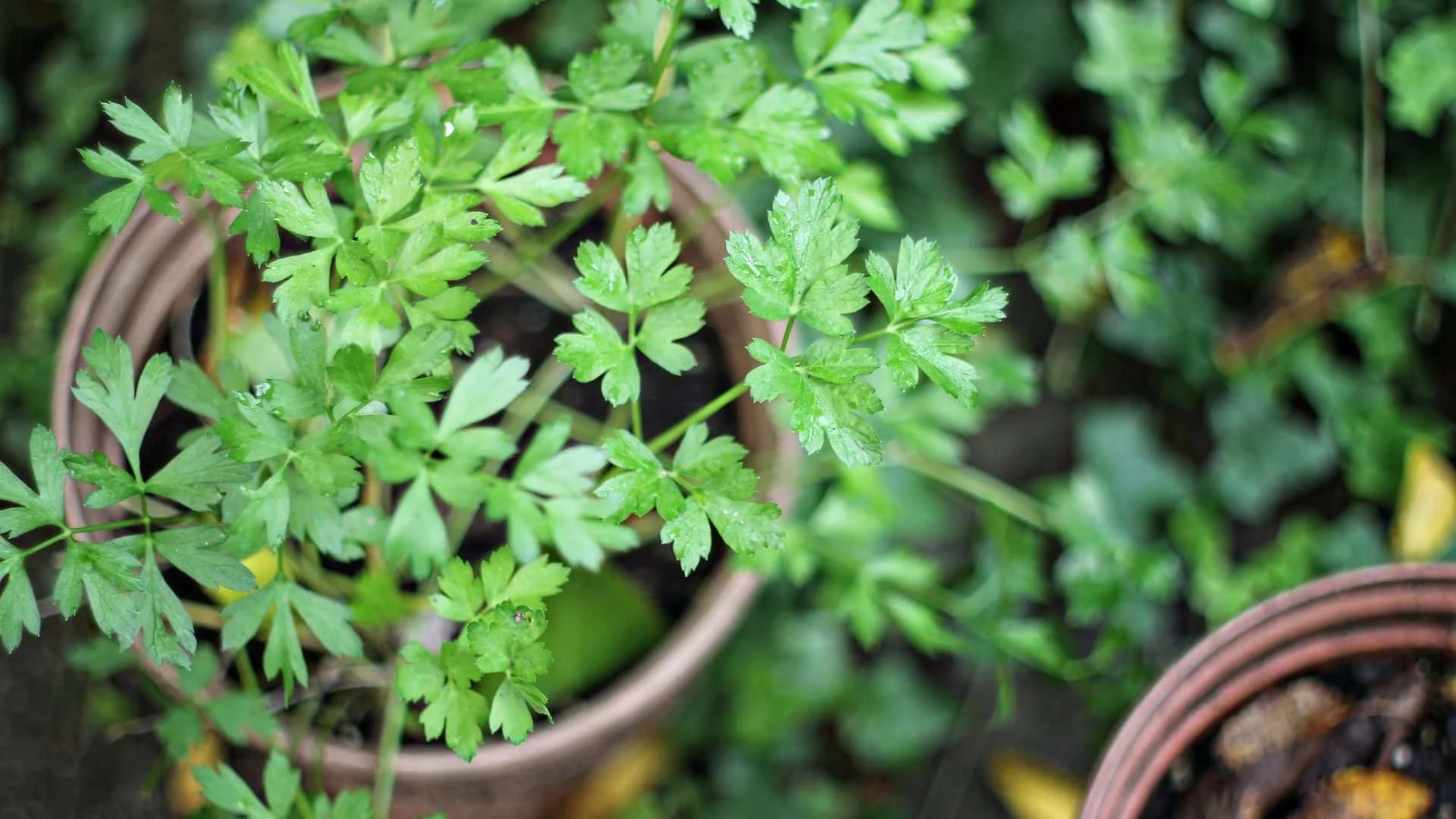 Koriander im Blumentopf anbauen